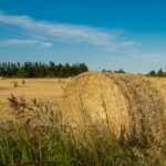 consum pudra Alfalfa